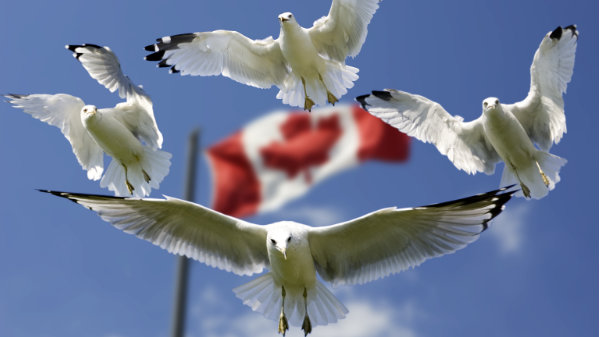 Airline staffing across Canada